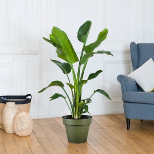 Plantes vertes et fleuries Strelitzia Nicolai Plantes vertes et fleuries Strelitzia Nicolai