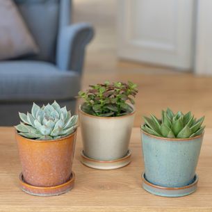 Plantes vertes et fleuries Trio de Succulentes Plantes vertes et fleuries Trio de Succulentes