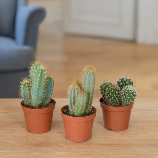 Plantes vertes et fleuries Trio de cactus