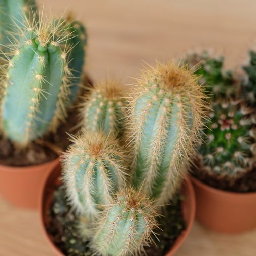 Plantes vertes et fleuries Trio de cactus