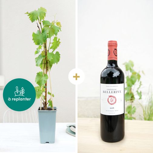 Fleurs et cadeaux Pied de vigne et son Bordeaux Château Bellerive 2018