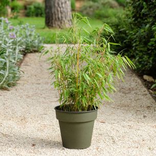 Plantes vertes et fleuries Bambou Fargesia Plantes vertes et fleuries Bambou Fargesia