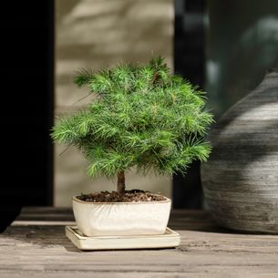 Plantes vertes et fleuries Bonsaï Pinus Tree Plantes vertes et fleuries Bonsaï Pinus Tree