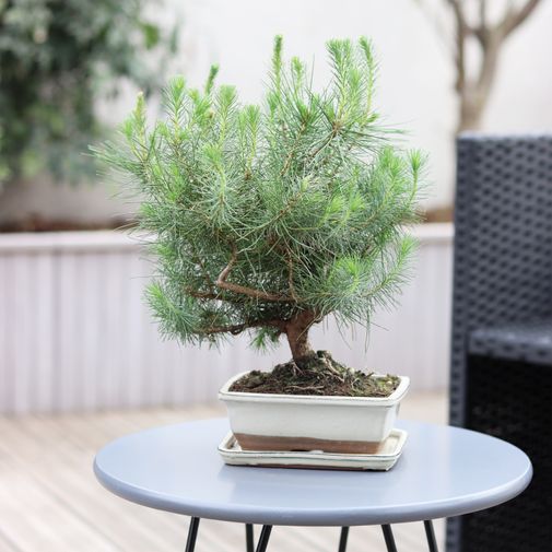 Plantes vertes et fleuries Bonsaï Pinus Tree