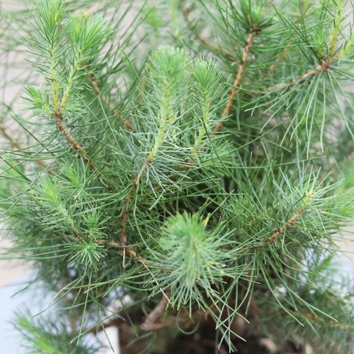 Plantes vertes et fleuries Bonsaï Pinus Tree