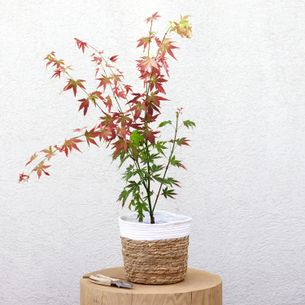 Plantes vertes et fleuries Erable du Japon