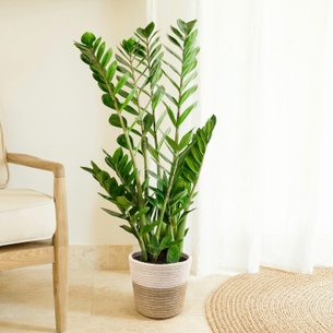 Plantes vertes et fleuries Zamioculcas Plantes vertes et fleuries Zamioculcas