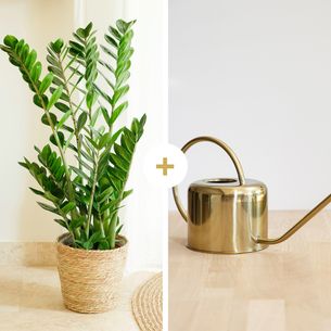 Plantes vertes et fleuries Zamioculcas et son arrosoir doré Plantes vertes et fleuries Zamioculcas et son arrosoir doré