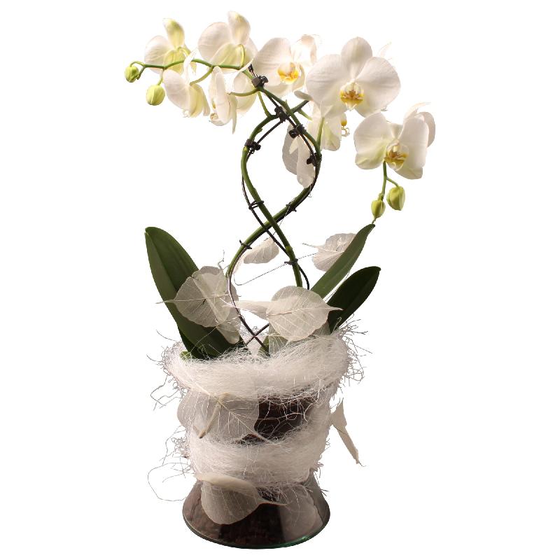 Bouquet de fleurs Elegant orchid incl. vase