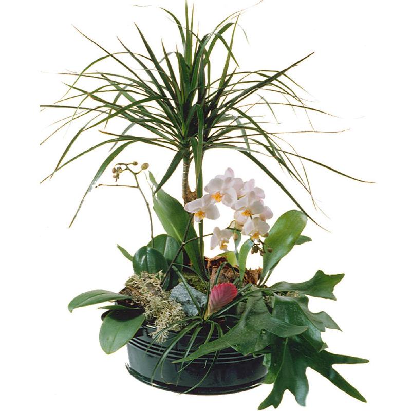 Bouquet de fleurs Elegant Plant Arrangement