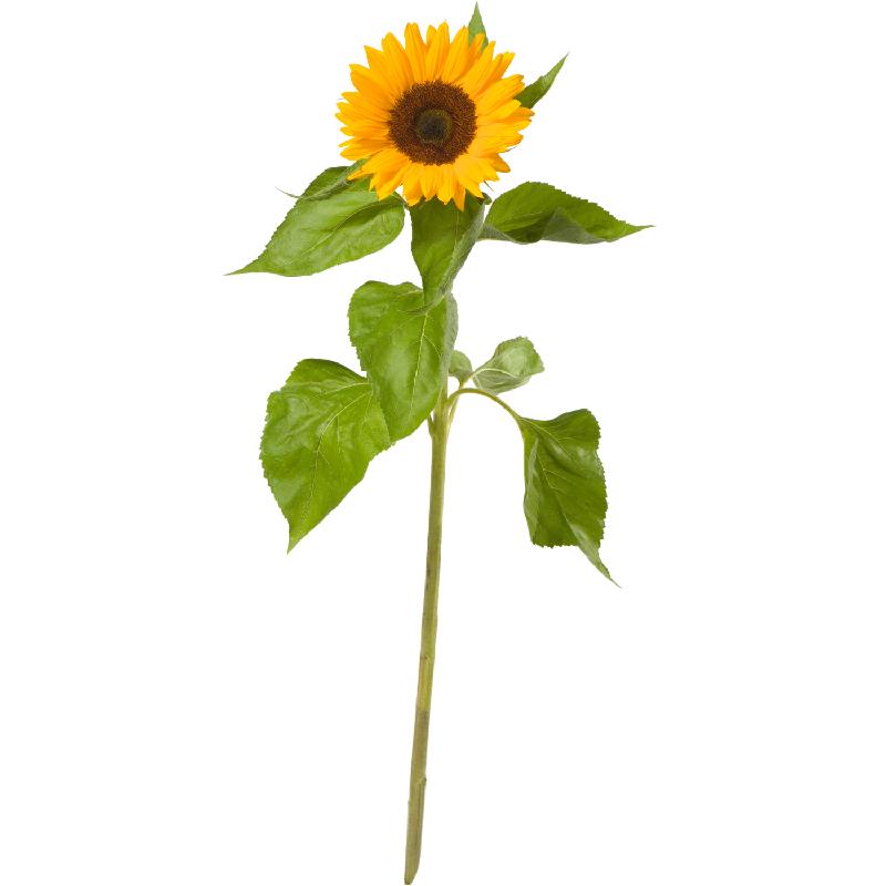 Bouquet de fleurs A Small Sun (1 sunflower)