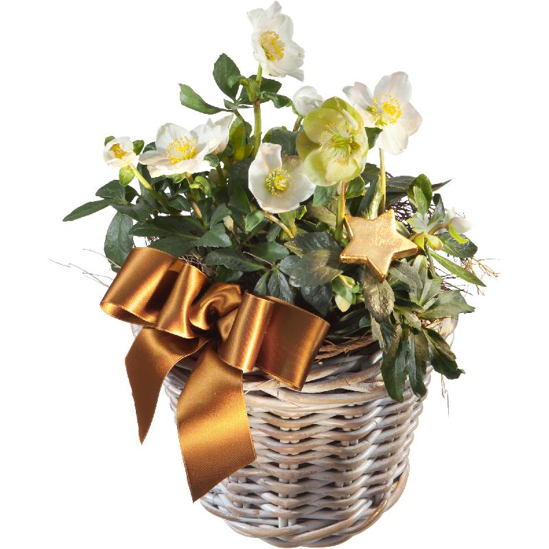 Bouquet de fleurs Splendid Christmas Roses in a Basket (planted)
