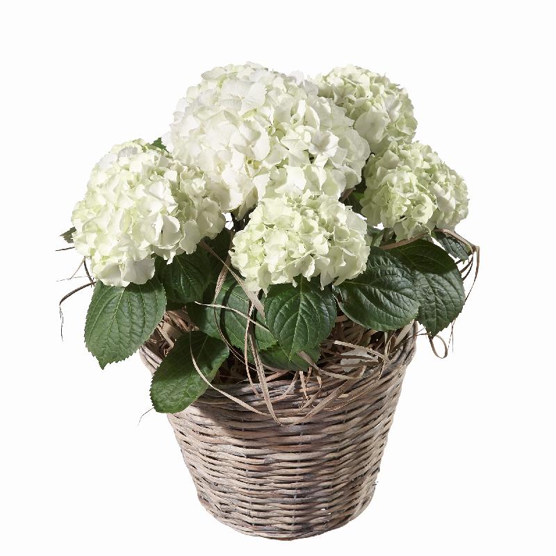 Bouquet de fleurs Hydrangea (white)