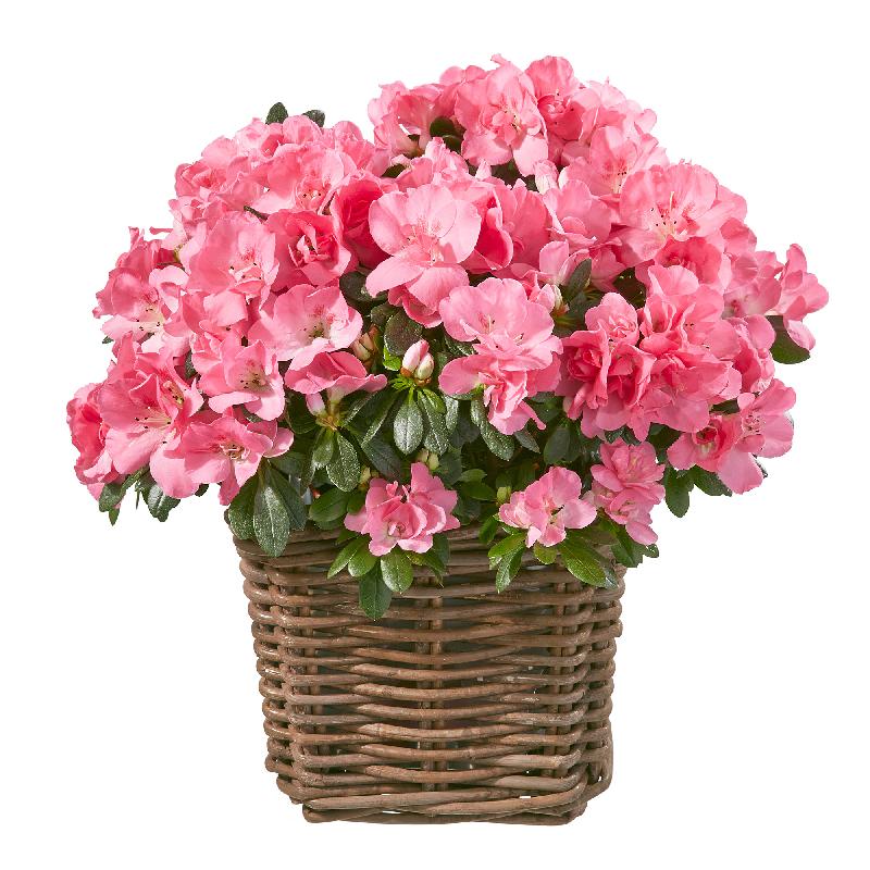 Bouquet de fleurs Azalea (pink)