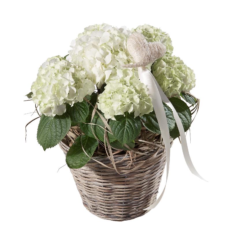 Bouquet de fleurs Hydrangea (white) with Heart