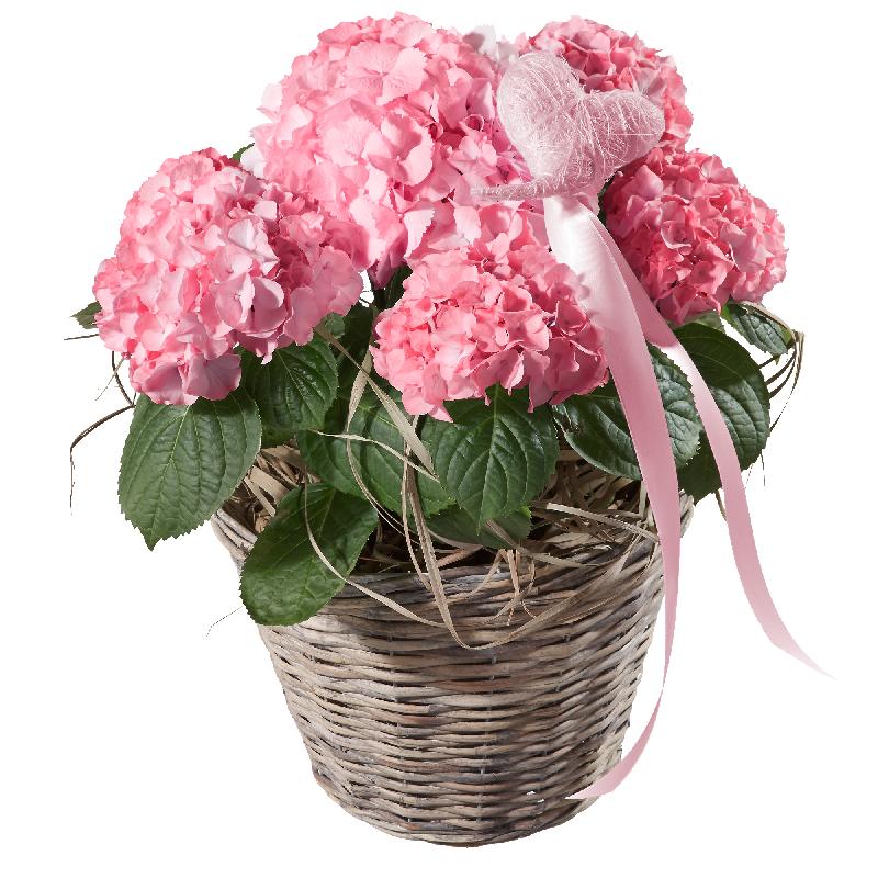 Bouquet de fleurs Hydrangea (pink) with Heart