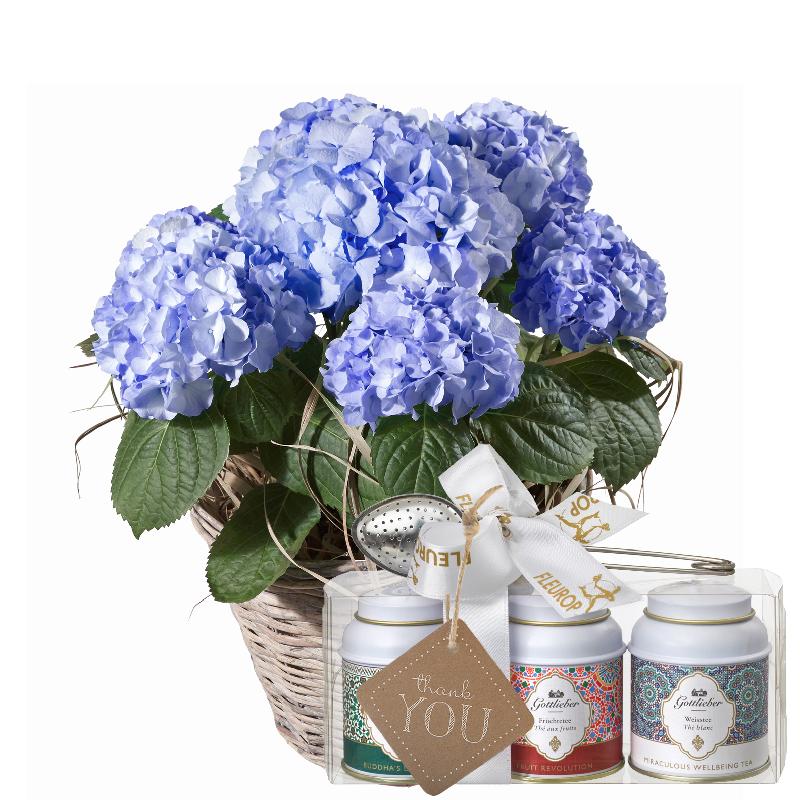 Bouquet de fleurs Hydrangea (blue) with Gottlieber tea gift set and hanging gi