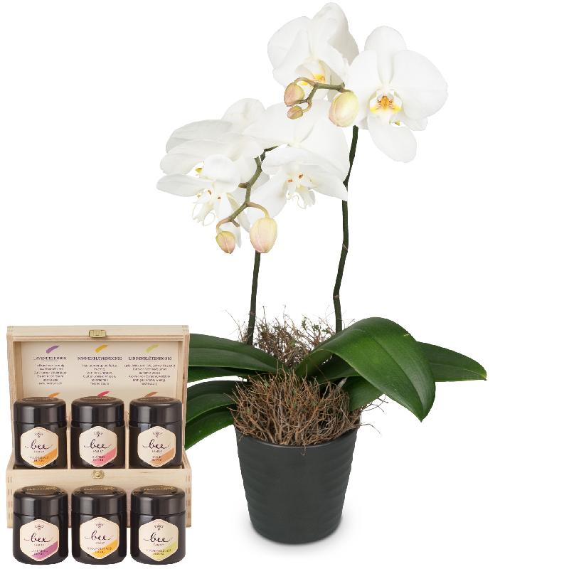 Bouquet de fleurs White Dream (orchid) with honey gift set