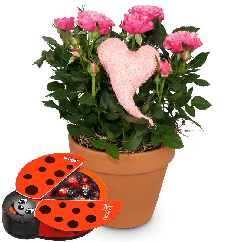 Bouquet de fleurs Heartfelt Surprise (rose plant) with chocolate ladybird