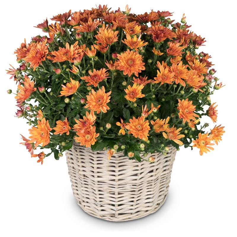 Bouquet de fleurs Chrysanthemum (orange) in a basket
