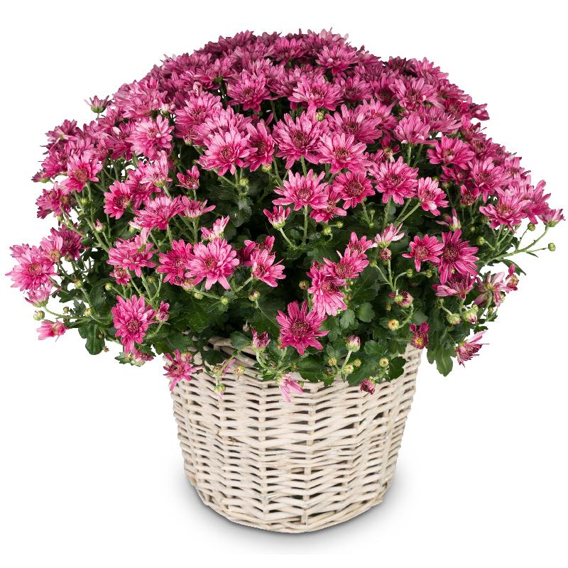 Bouquet de fleurs Chrysanthemum (pink) in a basket