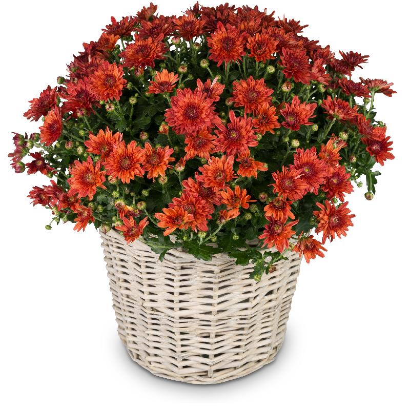 Bouquet de fleurs Chrysanthemum (red) in a basket