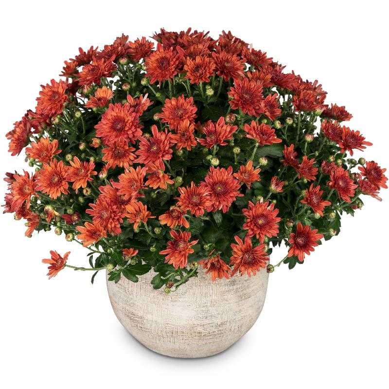 Bouquet de fleurs Chrysanthemum (red) in a cachepot