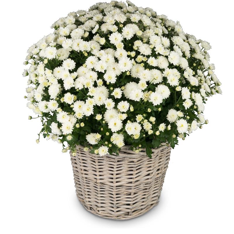 Bouquet de fleurs Chrysanthemum (white) in a basket