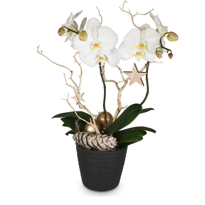 Bouquet de fleurs Festive & noble (orchid)