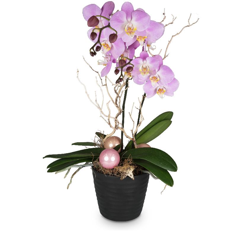Bouquet de fleurs Magical & noble (orchid)