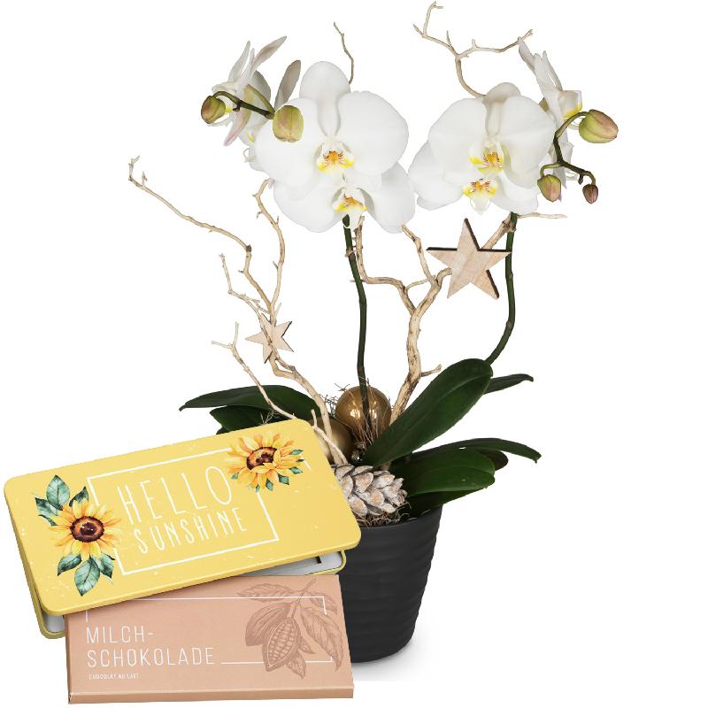 Bouquet de fleurs Festive & noble (orchid) with bar of chocolate «Hello Sunshi