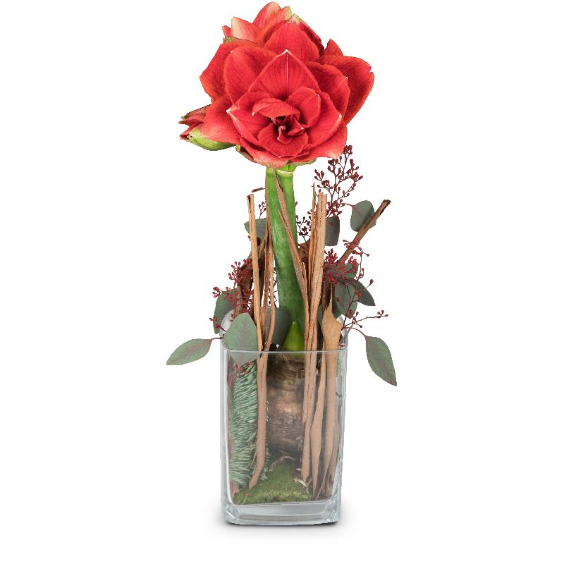 Bouquet de fleurs Lady in Red (amaryllis in vase)