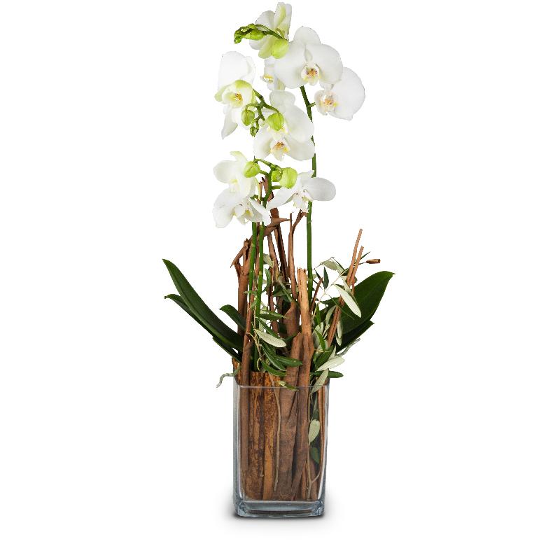 Bouquet de fleurs Magic (orchid with vase)