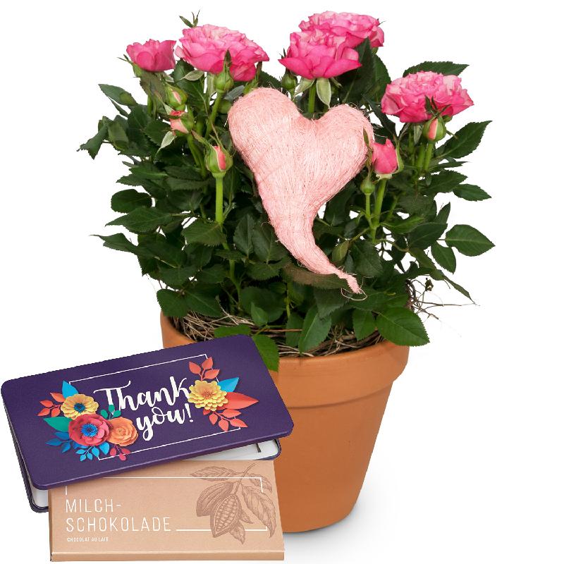Bouquet de fleurs Heartfelt Surprise (rose plant) with bar of chocolate «Thank
