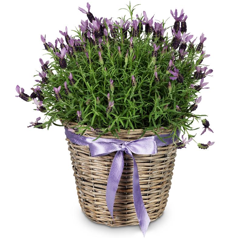 Bouquet de fleurs Scented Summer Greeting (potted lavender)
