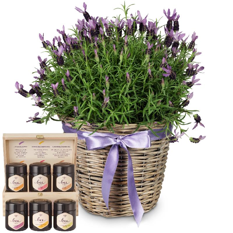 Bouquet de fleurs Scented Summer Greeting (potted lavender) with honey gift se