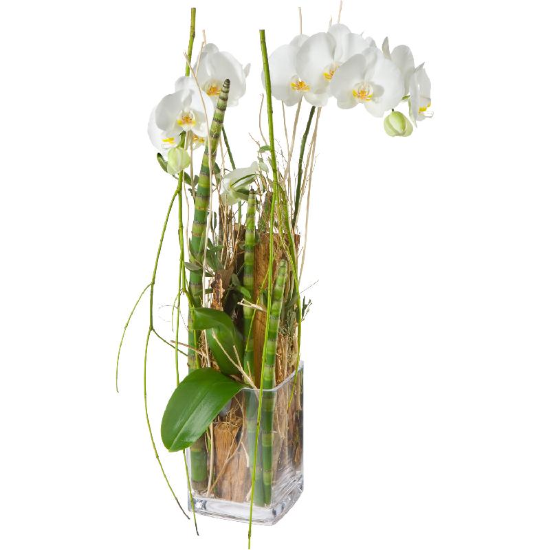 Bouquet de fleurs Enchantment (orchid plant incl. vase)