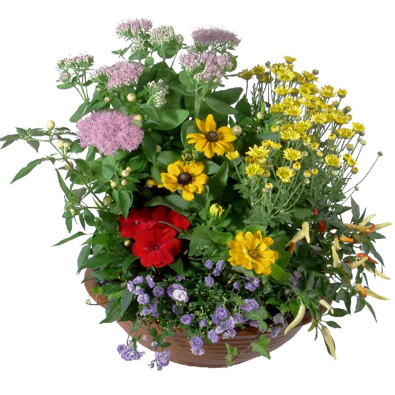 Bouquet de fleurs Colorful Planter