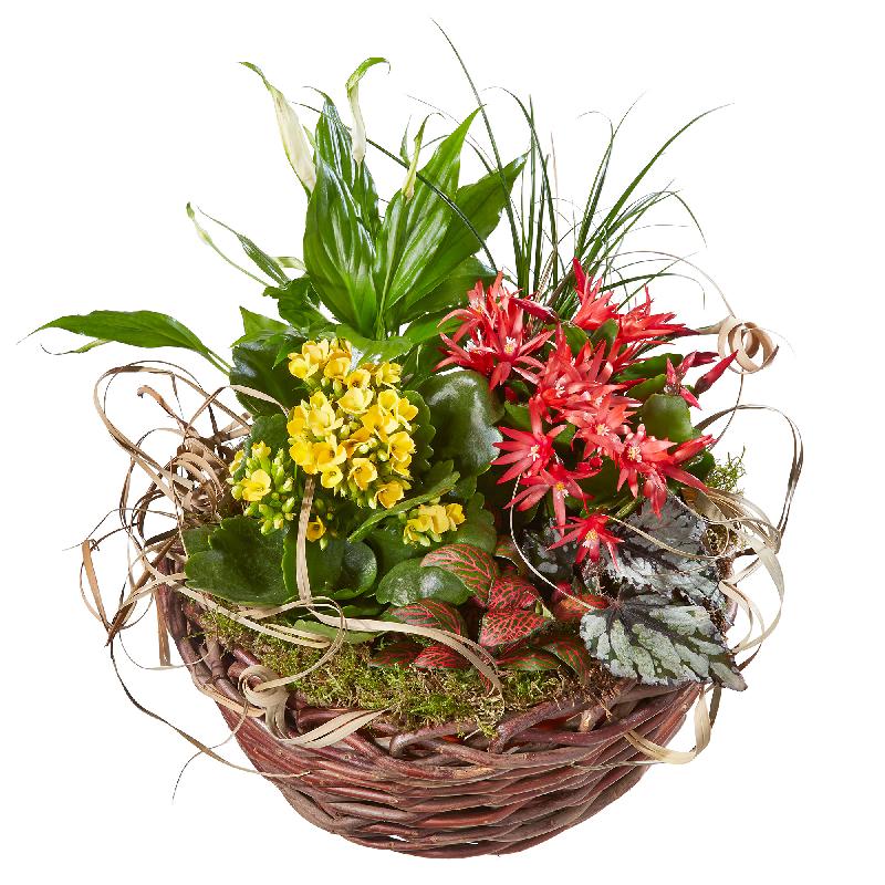 Bouquet de fleurs Bright Indoor Plants in a Basket Bouquet de fleurs Bright Indoor Plants in a Basket