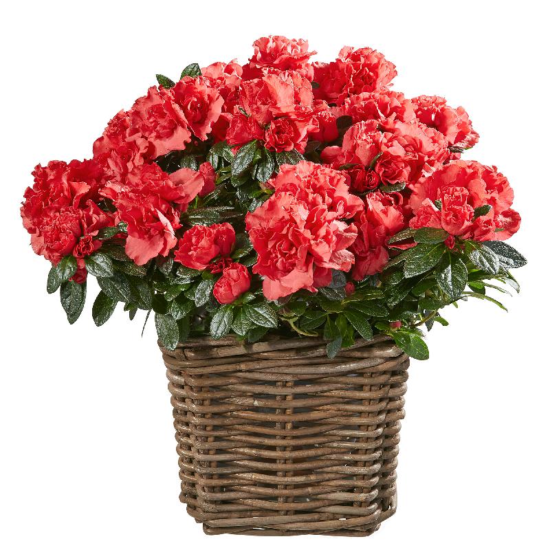 Bouquet de fleurs Azalea (red)