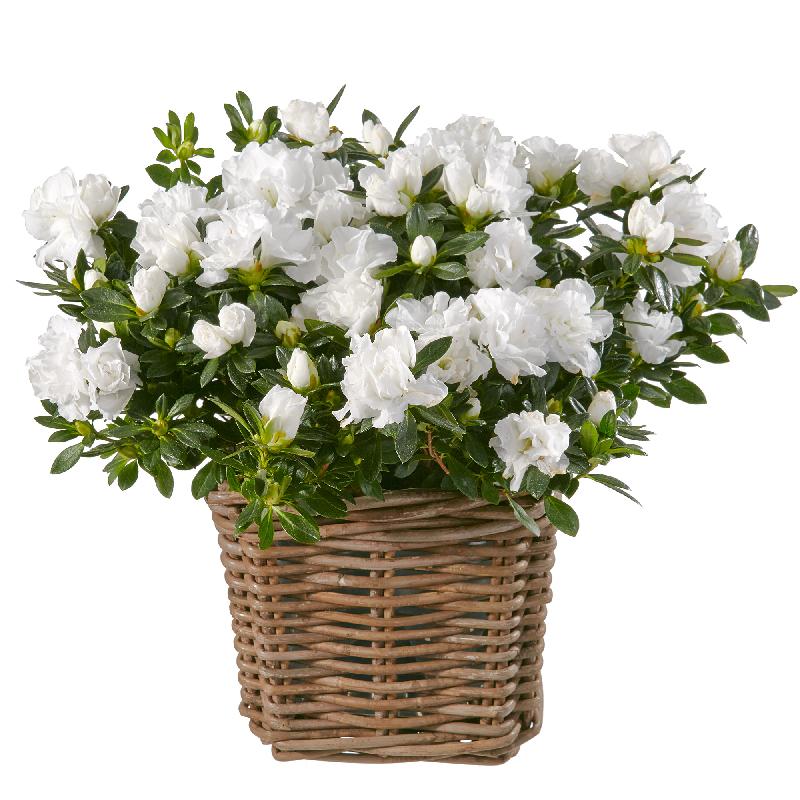 Bouquet de fleurs Azalea (white)