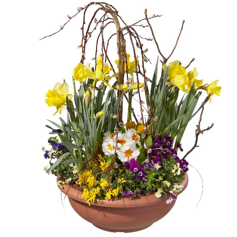 Bouquet de fleurs Outdoor Flower Bowl (spring)