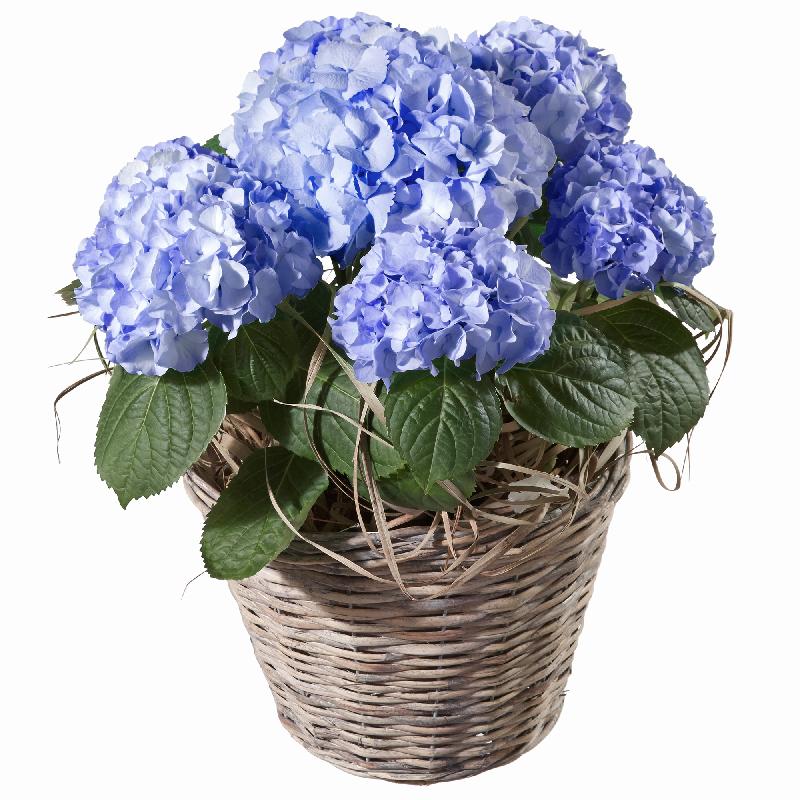 Bouquet de fleurs Hydrangea (blue)