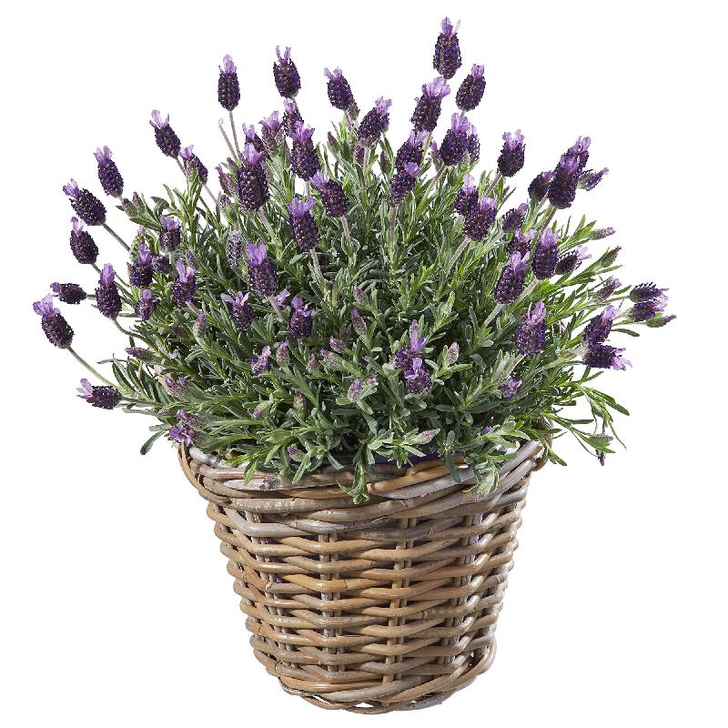 Bouquet de fleurs A Basket of Lavender