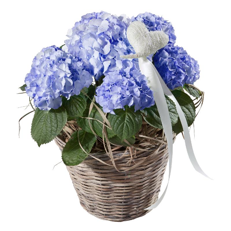 Bouquet de fleurs Hydrangea (blue) with Heart