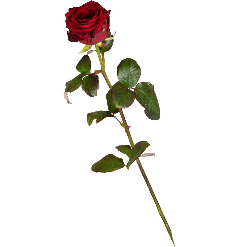 Bouquet de fleurs 1 Red Rose