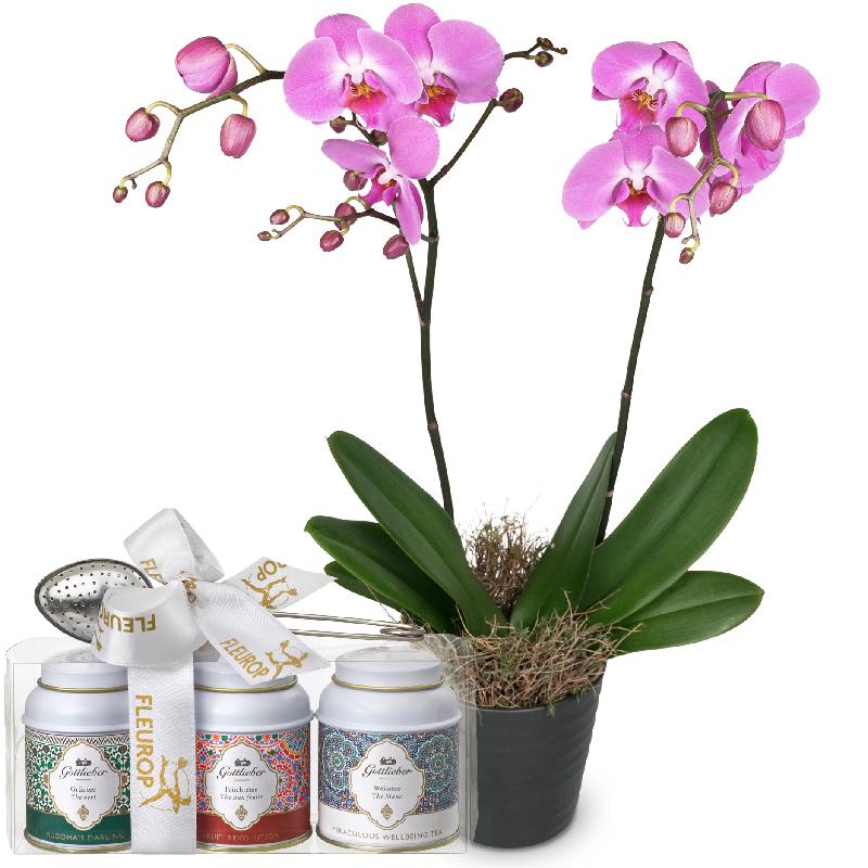 Bouquet de fleurs Pink Dream (orchid) with Gottlieber tea gift set