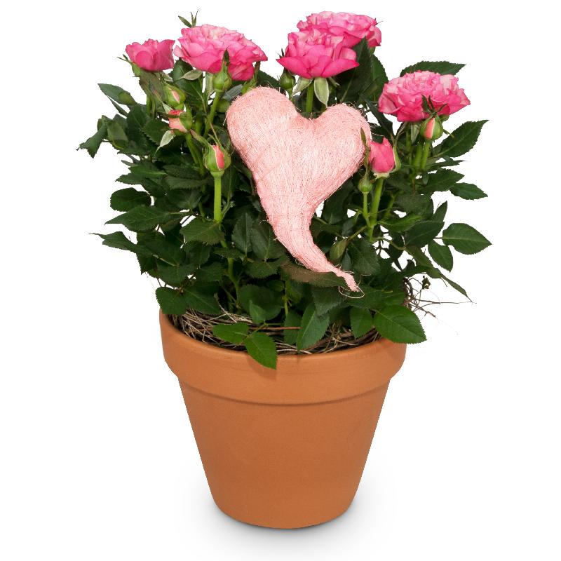 Bouquet de fleurs Heartfelt Surprise (rose plant)