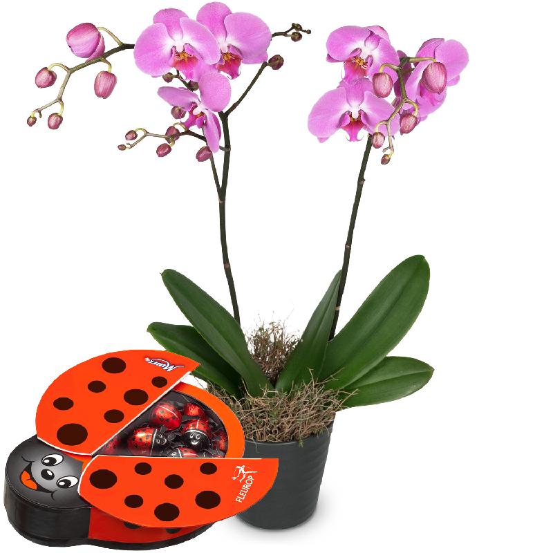 Bouquet de fleurs Pink Dream (orchid) with chocolate ladybird