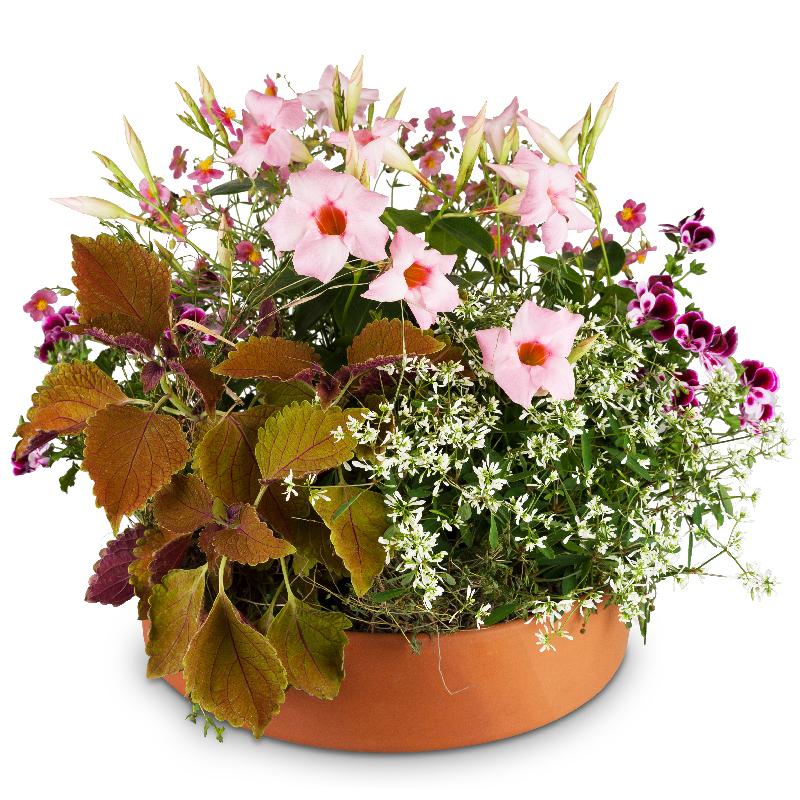 Bouquet de fleurs Loving Outdoor Flower Bowl